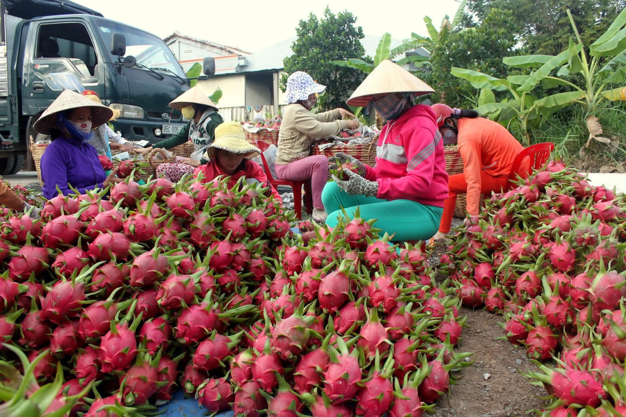 thanhlong-7832 Xuất khẩu thục phẩm qua china